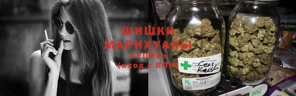 прущие грибы Сосновый Бор