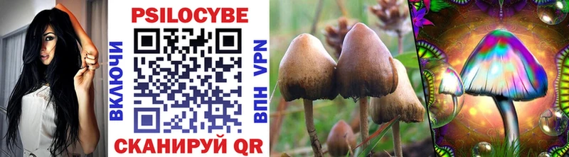 купить наркоту  Верхнеуральск  Псилоцибиновые грибы Psilocybe 